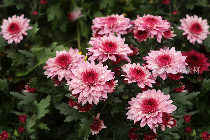 甜William / Dianthus Barbatus